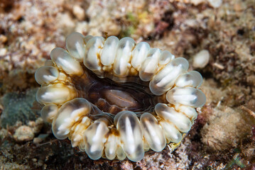 Genus Cynarina
a member of Stony Corals Order Scleractinia