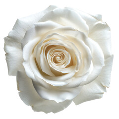 cut out close-up high resolution photo of beautiful white rose, high detail, top down view, isolated on transparency background PNG