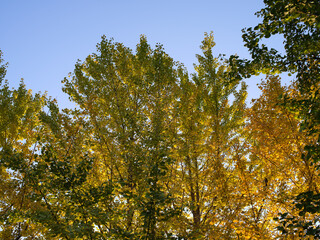 trees and leaves in autumn before sunset