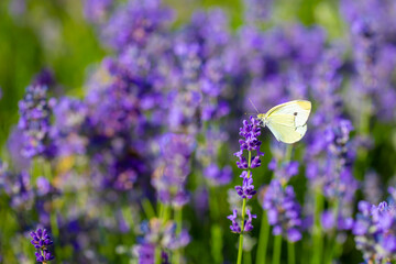 Butterflies on spring lavender flowers under sunlight. Beautiful landscape of nature with a panoramic view. Hi spring. long banner - obrazy, fototapety, plakaty