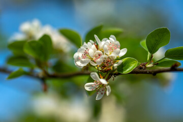 Obraz premium Spring blossoming of fruit trees. Close-up of flowers with a soft, blurred background.