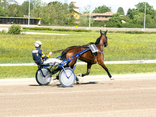 Racing horses trots and rider on a track of stadium. Competitions for trotting horse racing. Horses...