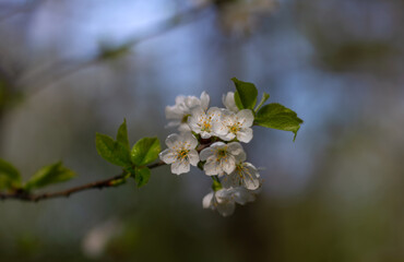 Spring blossoming of fruit trees. Close-up of flowers with a soft, blurred background.
