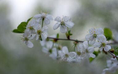 Obraz premium Spring blossoming of fruit trees. Close-up of flowers with a soft, blurred background.