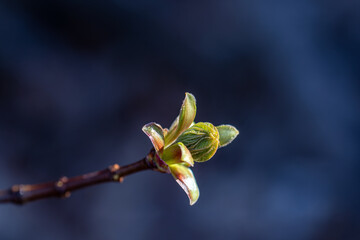 Young leaves are blooming on tree branches. Spring warmth awakens nature.