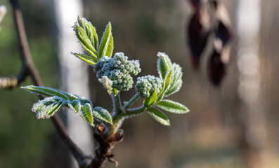There was frost on the young rowan shoots. Spring frosts.
