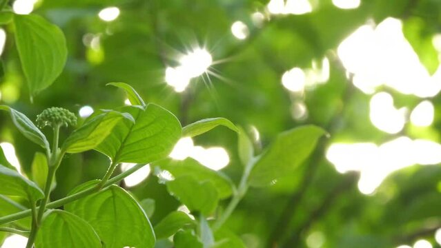 bright sunlight in green leaves from tree canopy in spring in wind motion