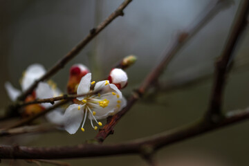 Spring blossoming of fruit trees. Close-up of flowers with a soft, blurred background.