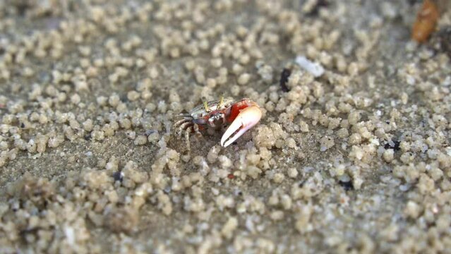 Male sand fiddler crab with asymmetric claws spotted in its natural habitat, foraging and sipping minerals on the tidal flat, feeds on micronutrients and creates tiny sand balls, close up shot.