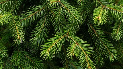 green branches of a pine tree closeup short needles of a coniferous tree closeup on a green background texture of needles of a Christmas tree closeup : Generative AI