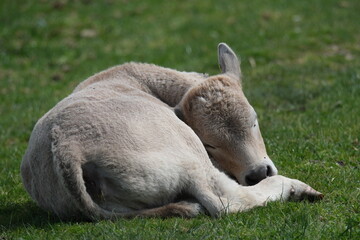 Obraz premium Sleeping baby cow 