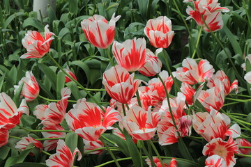 White and Red Sorbet Tulips at the Keukenhof Flower Garden, Netherlands