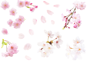 切り抜き透過素材セットー色々な桜