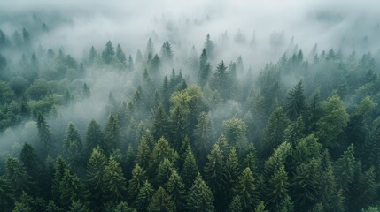 Aerial view of the Black Forest, dense woods and mystical fog - obrazy, fototapety, plakaty