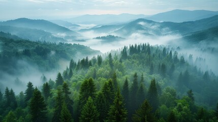 Aerial view of the Carpathian Mountains, forested slopes and misty mornings