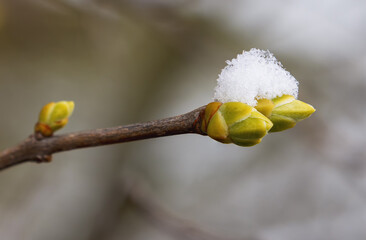 Close-up of tree buds covered with snow