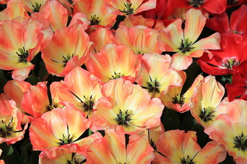 Spryng Sunrise Tulips at the Keukenhof Flower Garden, Netherlands