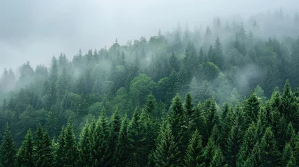 Foto op Aluminium Misty pine forest on the mountain slope in a nature reserve © Khalif