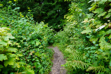 Narrow footpath between overgrown green plants 