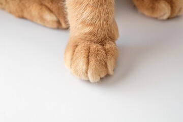Ginger cat paw closeup. Cat sitting on the table. 