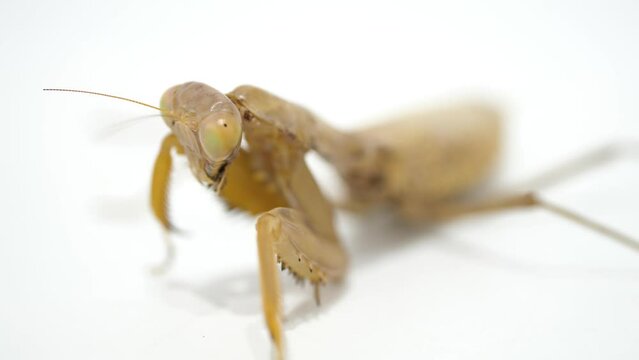 カマキリの捕食シーンD-1（カマキリの捕食シーンD-1～D-4の4つの動画を繋ぎ合わせると、エサを捕獲してから完食するまでのワンシーンが完成します。）