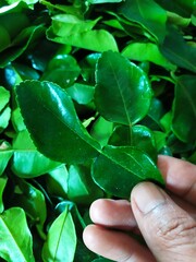 Ahand Hold fresh lime leaves, Kaffir lime leaves