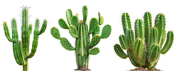green cactus, isolate on transparency background PNG