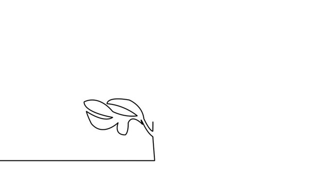flower peony