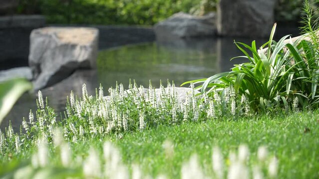 landscape pond in park