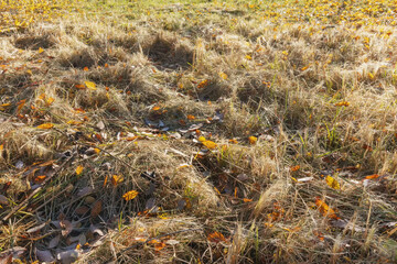 In autumn, grass and tree leaves are covered with frost