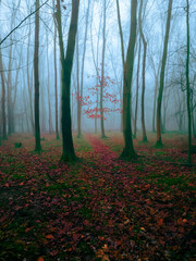 Strange autumn forest in a mysterious fog. Mystical landscape. Fairytale misty woods in the morning.