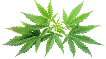 Cannabis Marijuana. Green Leaves of Hemp and Ganja Plant on Isolated White Background - obrazy, fototapety, plakaty