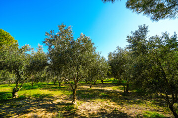 Plantation with green olive trees in spring
