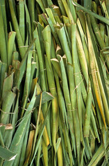 Obraz premium Culture du Sisal, Agava ridida. Madagascar