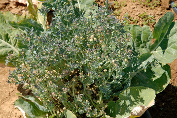 Brassica oleracea 'Gipsy', Chou fleurs