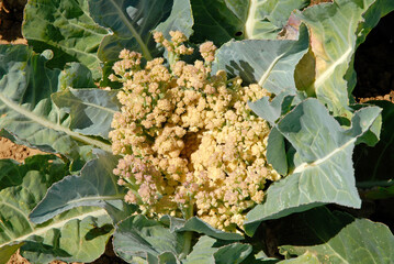 Brassica oleracea 'Trent', Chou fleurs