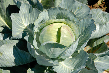 Obraz premium Brassica oleracea 'Caïd