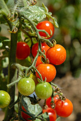 Solanum lycopersicum 'Sweet Baby', Tomate cerise