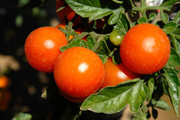 Solanum lycopersicum 'Genio' , Tomate cerise