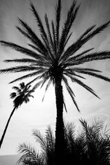 Big palm tree in black and white.
