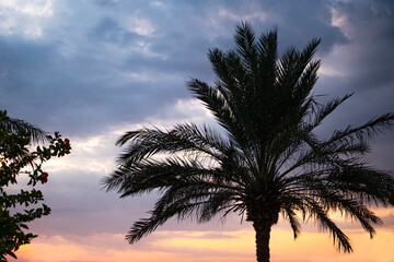 Fototapeta na wymiar The silhouette of palm trees against the morning sky. Palm trees against the sky. The coast of the Indian Ocean. Background.