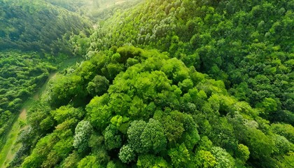 green trees in the mountains