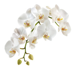 Branch of beautiful white orchids on transparent background, png	