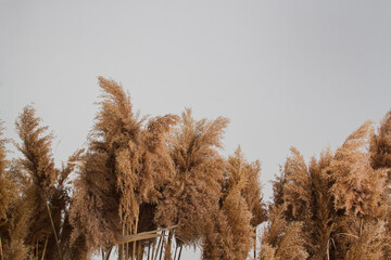 Dry reed on white background