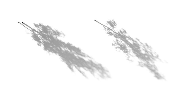 Realistic shadow from a birch betula thin tree isolated png on a transparent background perfectly cutout
