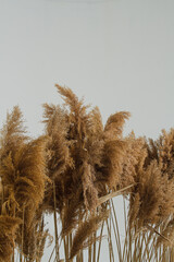 Dry reed on white background