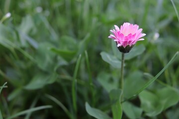 Kwiat  koniczyna fioletowy 