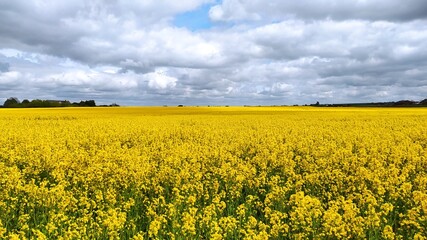 Obraz premium Rapeseed - a rapeseed field is blooming with yellow flowers