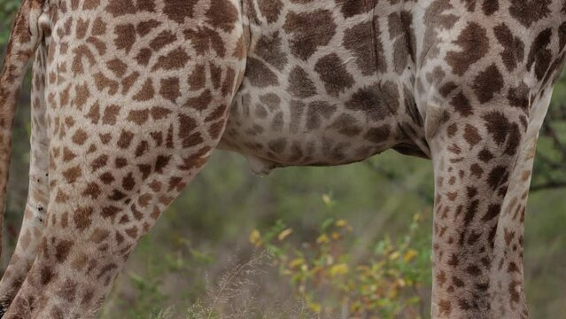 Giraffe bull urinating close up