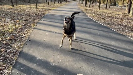 training and training an adult dog on the street. command to stand and back